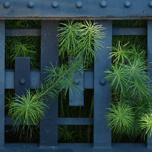 Biophlia: Connecting Nature + Design