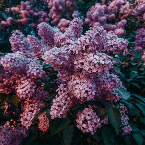 C2 PAINT COLOR OF THE MONTH: LILAC