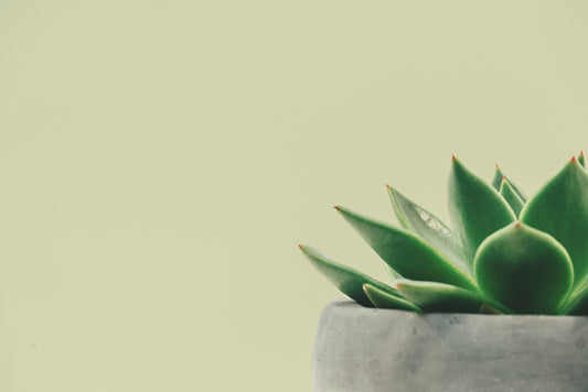 Yellow Green Paint Colors